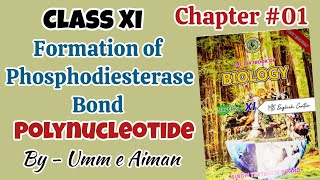 Formation of Phosphodiester bond Polynucleotide Chapter 01Biological molecules Class 11th [upl. by Button]