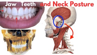 How Your Jaw and Teeth Influence Your Posture What no one talks about [upl. by Li]