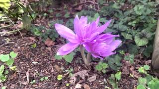 Colchicum Plant Profile [upl. by Ynaffik343]