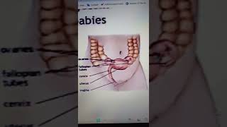 GNM Bioscience Anantomy and Physiology Notes gnmnursing gnmnotes anatomyandphysiology anatomyand [upl. by Yenot]