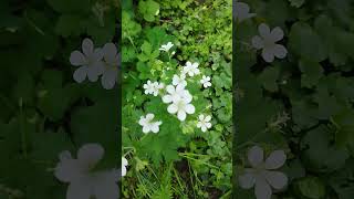 WaldStorchschnabel Geranium sylvaticum Gartenexpedition shorts naturgarten gartenliebe [upl. by Mccallum]