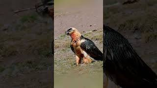 Egyptian Vulture Gypaetus Barbatus Bearded Vulture 🐦 shorts wildbird wildbirdlife nature [upl. by Treble]