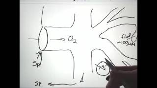 Gas Exchange in Insects [upl. by Gierk996]