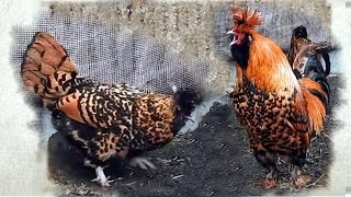 Поёт Павловский Петух и Курочки Рябы Pavlov Rooster Singing [upl. by Avrom]