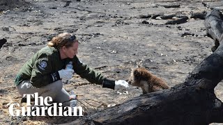 Wildlife rescue teams search for survivors on Kangaroo Island [upl. by Areema]