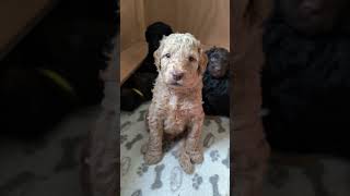 Labradoodle Puppys 4 Weeks Old 🐶 [upl. by Atikaj]