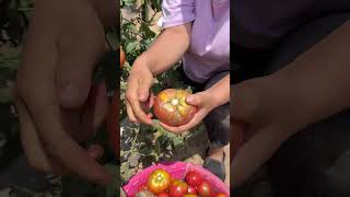 Tomato farm picking in the farm amazing tomato vegetables shortvideo [upl. by Yelrebmik]