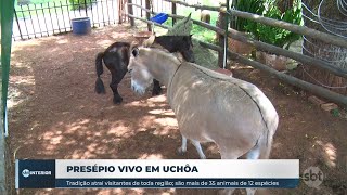 Tradicional presépio vivo em Uchoa atrai visitantes [upl. by Kciredohr836]