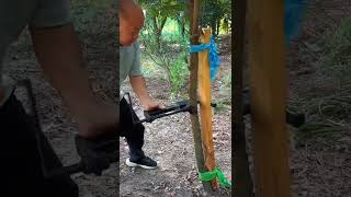 How to Fix a Bent or Deformed Tree [upl. by Bar]