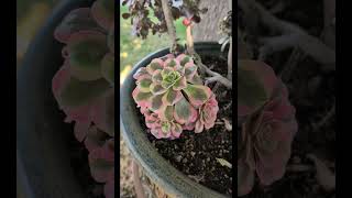 Aeonium Medusa Winter vs Summer colors Which is your favorite color succulent [upl. by Otto]