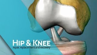 The Anterior Cruciate Ligament What is it amp what does it do  ACL Surgery [upl. by Ewer]