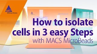 How to Isolate Cells in 3 Easy Steps using MACS MicroBeads [upl. by Nameloc96]