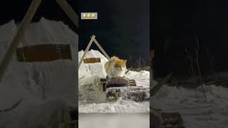 cat winter cut cute love lovecats lovedogs funny virla viralvideo foryou foryoupage [upl. by Lleda]