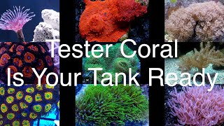 Tester Corals  What Makes A Good Tester Coral Saltwater Reef Aquarium [upl. by Gnilhsa37]