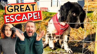 PUPPY ESCAPES Life In Our Cottage On The Isle Of Skye Scottish Highlands  Ep57 [upl. by Joyann848]