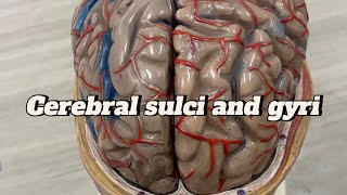 Cerebral sulci and gyri cerebral cortex  neuroanatomy sulcus and gyrus  Brain  model  ospe [upl. by Aicile]