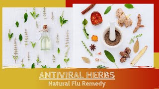 Top 9 antiviral herbs Natural herbal flu remedies [upl. by Ahcropal]