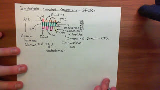 VIP and PACAP Receptors Part 1 [upl. by Ivar]