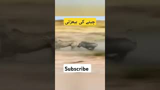 animals cheetahsubscribe shortvideo [upl. by Aroon457]