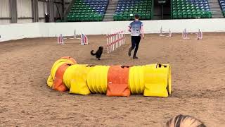 Will amp Brave Inspire 2024 Day 2 Agility 5 faults 4th place willbacchuscom [upl. by Staal]