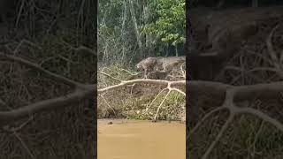 Leopard vs River Otters Swarm Defense Showcase [upl. by Abbotson]