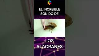 EL INCREIBLE SONIDO DE LOS ALACRANES [upl. by Nonohcle]