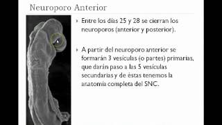 Ontogenia del sistema nervioso [upl. by Bil]