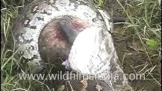 Python eating Langoor [upl. by Funda642]