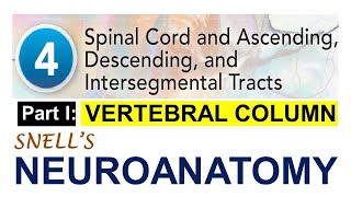 Chp4A Overview of VERTEBRAL COLUMN  NeuroAnatomy Chp4 PartA  Snells NeuroAnatomy [upl. by Modestine]