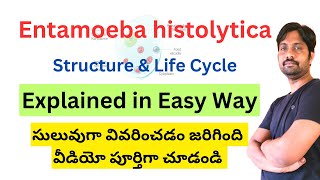 Entamoeba histolytica Structure and Life cycle [upl. by Victorine]