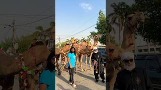 Kitne camel ha video me😍❤️camel petlover animals viral foryou eid eiduladha trendingshorts [upl. by Yramesor]