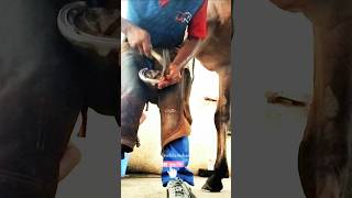 Horse show 👍ItsekramShaif horse video youtube horseshoe subscribe [upl. by Gaven]