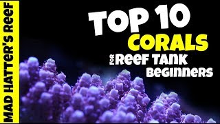 Top 10 Corals For Reef Tank Beginners [upl. by Okuy]