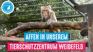 Affen in unserem Tierschutzzentrum Weidefeld [upl. by Hafinah]