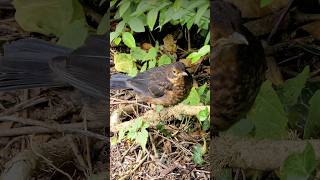 Juvenile Blackbird exploring  UK Birds shorts [upl. by Sinaj651]