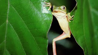 Coaxar da Perereca Phyllomedusa distincta  Leaf frog  Monkey Frog calling [upl. by Ezana]