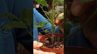 Tomaten richtig ausgeizen So erkennst du Geiztriebe 100ig sicher tomaten garten [upl. by Eenaffit]