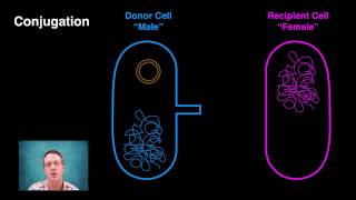 Generating Bacterial Genetic Variation [upl. by Hanonew]