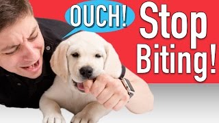 How to Train your Puppy to Stop Biting [upl. by Luoar]