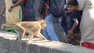 Monkey Attack Tourists Child in India Video in 4k ultra Hd [upl. by Nallij]