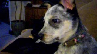 Blue Heeler Puppy Howling [upl. by Ailssa]