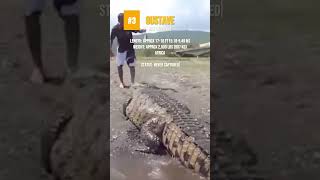 Largest Crocodiles Ever Recorded 🐊 [upl. by Zipporah]