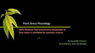 Stress Biology HSP mediate thermotolerance adaptationto heat stress is mediated by cytosolic calcium [upl. by Kreager]