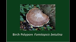 Making Birch Polypore tea  tonic Benefits and Uses [upl. by Ialda248]