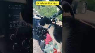 Cat and windshield wipers 😂😂😂funnyvideo cat [upl. by Ennayram]