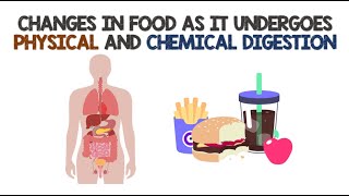 Changes in Food as it undergoes Physical and Chemical Digestion  Animation [upl. by Annaeed]