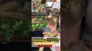 🇺🇸Adorable Kinkajous As Pet원숭이와 같은 몸희귀동물 킨카주 키우기남미 열대우림동물cuteanimal [upl. by Sayles890]