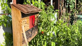 Garden Diary First Fig Beautiful weather Bees are enjoying the Michaelmas Daisies gardentours [upl. by Kendall]