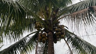 Coconut 🌲🌳🌴 [upl. by Reni637]