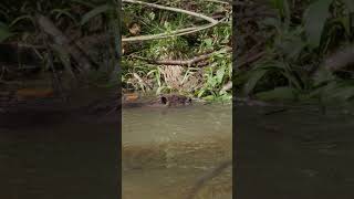 Release day  Wyre Forest Beavers [upl. by Leirea]